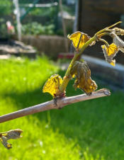 Weinaustrieb mit Frostschaden / 23.4.2024